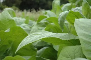 綠意濃濃 煙草向榮